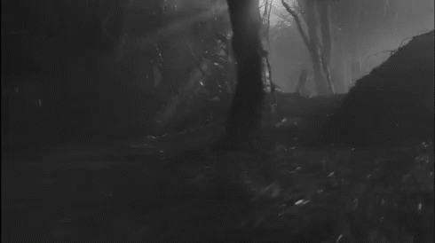 Through the dark woods